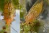 Trioza sp.